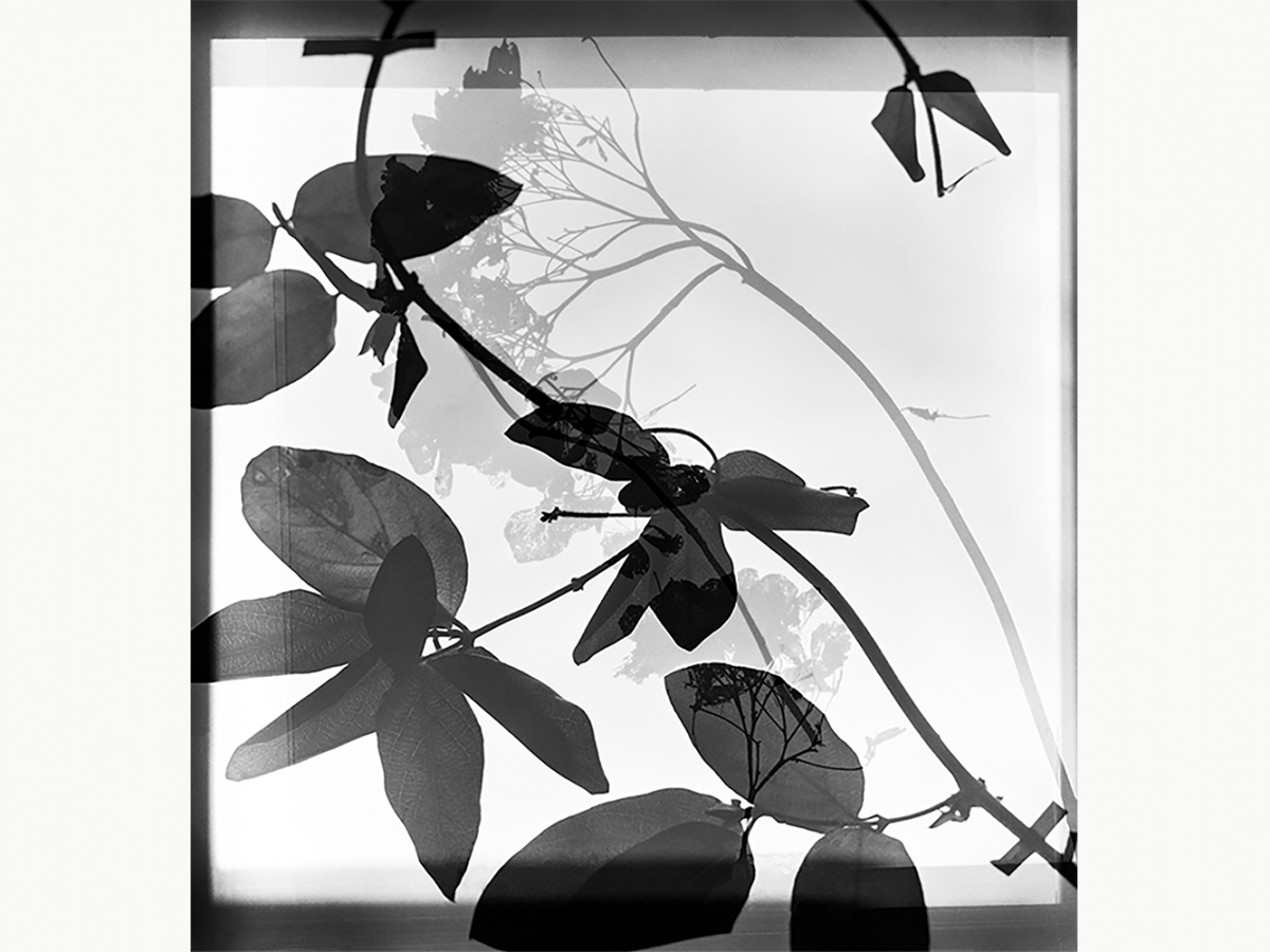 学生作品-斯蒂芬妮·迪菲奥，17年BFA