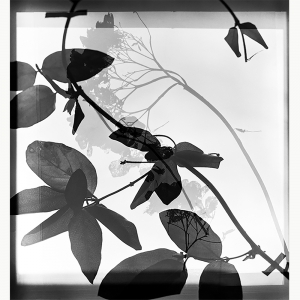 学生作品-斯蒂芬妮·迪菲奥，17年BFA